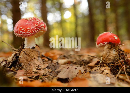 Fly Agaric (Amanita Muscaria), auf Waldboden, Deutschland Stockfoto