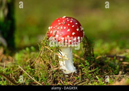 Fliegenpilz (Amanita Muscaria), einzelne Fliegenpilz in Moos, Deutschland Stockfoto