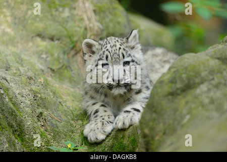 Schneeleopard (Uncia Uncia, Panthera Uncia), pup Stockfoto