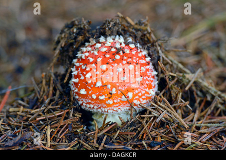 Fliegenpilz (Amanita Muscaria), fliegen jung Agaric durchbrechen den Waldboden, Deutschland Stockfoto