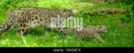 Schneeleopard (Uncia Uncia, Panthera Uncia), weiblich mit Welpen Stockfoto