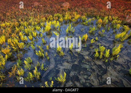 gemeinsamen Queller (Salicornia Europaea), Queller in Salzwasser im Abendlicht, Belgien Stockfoto