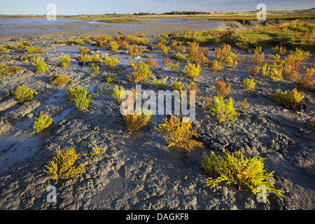 gemeinsamen Queller (Salicornia Europaea), Queller in Salzwasser im Abendlicht, Belgien Stockfoto