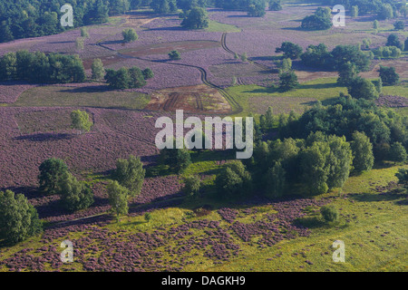 Luftbild, blühender Heide de Teut Natur Reservat, Belgien, Limburg Stockfoto