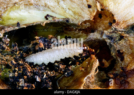 Apple Moth, Apfelwickler, Codlin Motte (Laspeyresia Pomonella, Cydia Pomonella, Carpocapsa Pomonella), Raupe, Deutschland Stockfoto