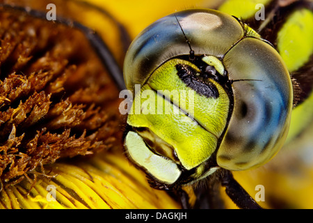 blau-grünes Darner, südlichen Aeshna, südlichen Hawker (Aeshna Cyanea), Porträt, Deutschland Stockfoto