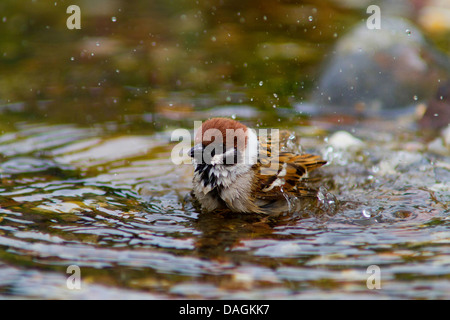 Eurasische Baum-Spatz (Passer Montanus), Baden, Deutschland, Mecklenburg-Vorpommern Stockfoto