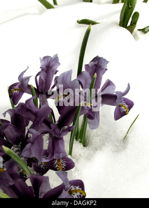 bartlos Zwergiris (Iris Reticulata), Iris Blumen im Schnee Stockfoto