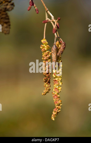 Schwarz-Erle, Schwarzerle, Kätzchen auf einem Ast, Deutschland, Europäische Erle (Alnus Glutinosa) Stockfoto