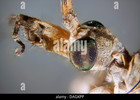 Kohl Schnake, braune Daddy Long Legs (Tipula Oleracea), Porträt, Deutschland, Mecklenburg-Vorpommern Stockfoto