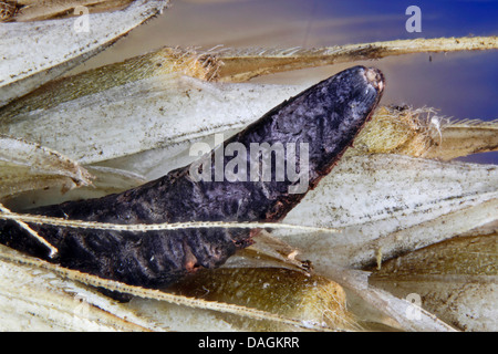 Mutterkorn, Blut-Wurzel (Claviceps Purpurea), Sklerotium, Deutschland, Mecklenburg-Vorpommern Stockfoto