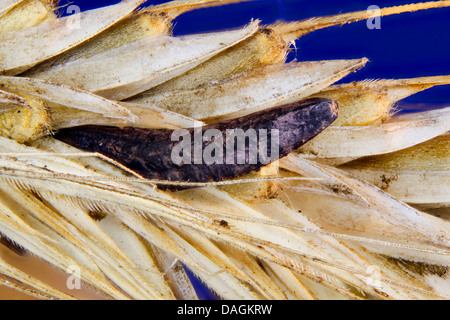 Mutterkorn, Blut-Wurzel (Claviceps Purpurea), Sklerotium, Deutschland, Mecklenburg-Vorpommern Stockfoto