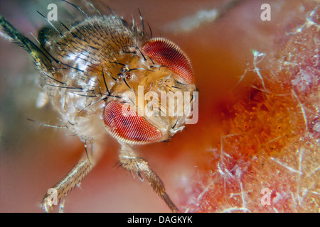 Essig fliegen, Fruchtfliege (Drosophila Melanogaster), auf Pfirsich, Deutschland, Mecklenburg-Vorpommern Stockfoto