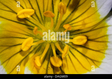 Wiese-Schaum (Limnanthes Douglasii), im Zentrum einer Limnanthes Blume, Deutschland, Garten, Rostock Stockfoto