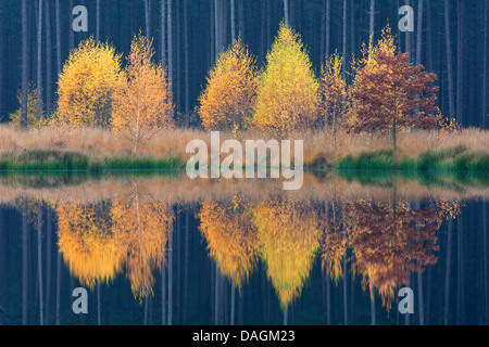 Birke (Betula spec.), Birken am See im Herbst, Frankreich, Col d'Arsine Stockfoto