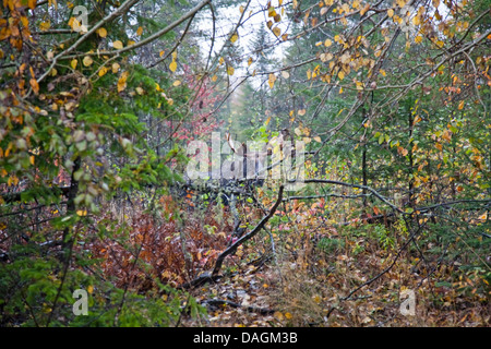 Elch, Elch (Alces Alces), Stier Elch in regnerischen Herbst Wald bei Moosehead Lake, USA, Maine, Moosehead Lake, Greenville Stockfoto