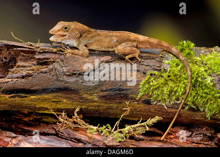 Crested Anole, Puerto Rican Crested Anole (Anolis Cristatellus), mit offenem Mund Stockfoto