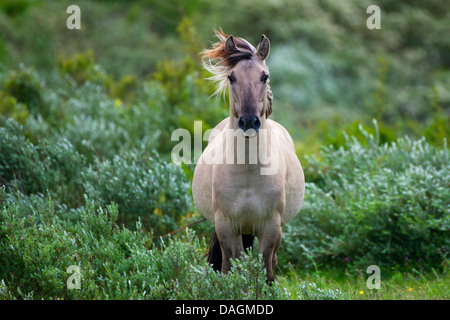 Konik-Pferd (Equus Przewalskii F. Caballus), stehend zwischen Sträuchern, Belgien Stockfoto