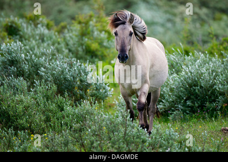 Konik-Pferd (Equus Przewalskii F. Caballus), zu Fuß zwischen Sträuchern, Belgien Stockfoto