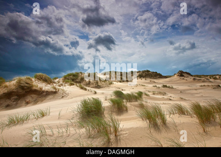 Dünenlandschaft von De Westhoek Nature Reserve, Belgien Stockfoto