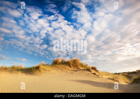 Dünenlandschaft von De Westhoek Nature Reserve, Belgien Stockfoto