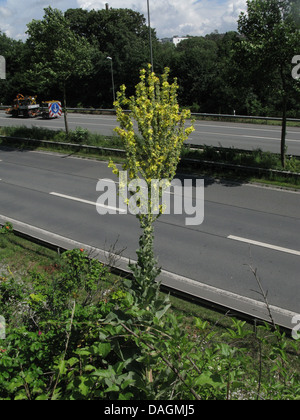 Auffällige Königskerze, ungarische Königskerze (Verbascum Speciosum), blühen auf einer Autobahn, Deutschland, Nordrhein-Westfalen, Bielefeld Stockfoto