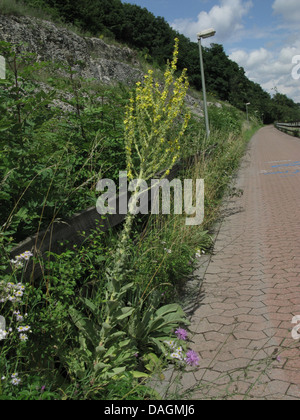 Auffällige Königskerze, ungarische Königskerze (Verbascum Speciosum), blühen auf einer Strecke, Deutschland, Nordrhein-Westfalen, Bielefeld Stockfoto