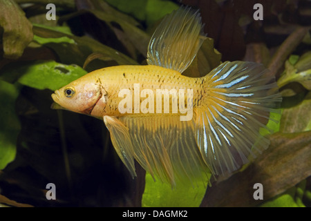 Siamesische Kämpfe Fisch, siamesische Kämpfer (Betta Splendens Schmetterling), Männlich, Schmetterling gelb-schwarz Stockfoto