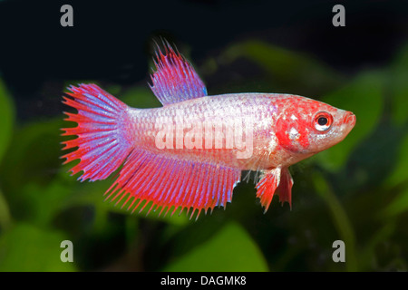 Siamesische Kampffische, siamesische Kämpfer (Betta Splendens), rote form Stockfoto