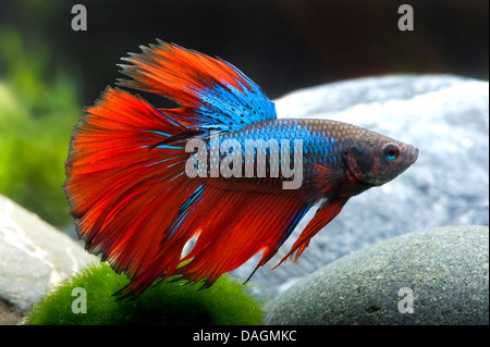 Siamesische Kampffische, siamesische Kämpfer (Betta Splendens Halfmoon Blau Rot), Halfmoon blau rot Stockfoto