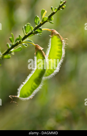 Scotch-Ginster (Cytisus Scoparius, Sarothamnus Scoparius), unreife Früchte bei Gegenlicht mit Samen, Deutschland Stockfoto