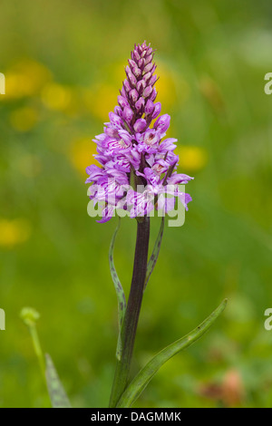 gemeinsamen gesichtet-Orchidee (Dactylorhiza Fuchsii, Dactylorhiza Maculata SSP Fuchsii), Blütenstand, Deutschland Stockfoto