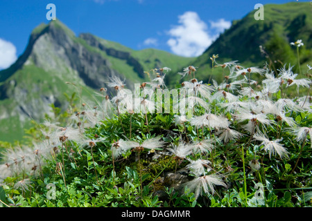 Mountain Avens (Dryas Octopetala), Fruchtbildung, Deutschland, Bayern, Allgäu Stockfoto