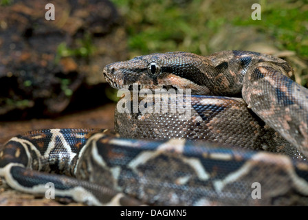 Red-tailed Boa (Boa Constrictor Constrictor), zusammengerollt Stockfoto