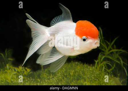 Goldfische, Karpfen (Carassius Auratus), Lionhead Turnvaters Stockfoto