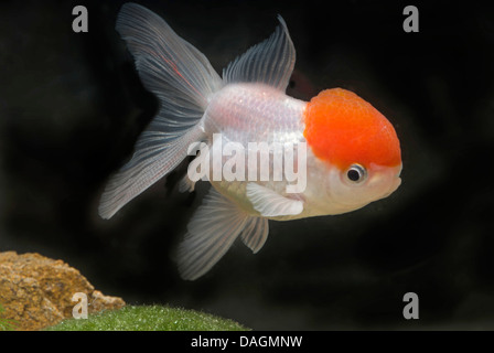 Goldfische, Karpfen (Carassius Auratus), Lionhead Turnvaters Stockfoto