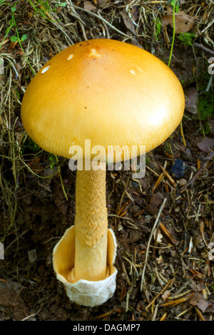 Orange Grisette (Amanita Crocea) Fruchtkörper Körper auf Wald-Boden, Deutschland, Nordrhein-Westfalen, Hochsauerland Stockfoto