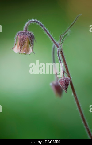 Purple Avens, Wasser Avens (Geum Rivale), blühen, Deutschland Stockfoto