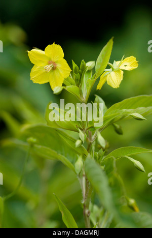 Fransen Gilbweiderich (Lysimachia Ciliata), blühen Stockfoto