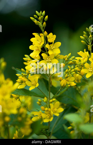 Gilbweiderich (Lysimachia Vulgaris), Blütenstand, Deutschland Stockfoto