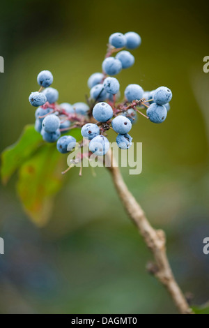 Holly-Blatt Oregongrape, Mahonie, glänzende Oregongrape, hoch Oregongrape Berg Traube (Mahonia Aquifolium), mit Früchten, Deutschland Stockfoto