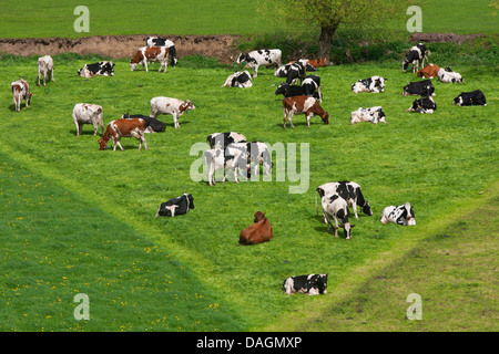 Hausrind (Bos Primigenius F. Taurus), Herde Kühe grasen auf einer Weide, Belgien Stockfoto