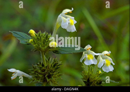 Downy Hanf-Brennessel (Galeopsis Segetum), blühen, Deutschland, Nordrhein-Westfalen, Sauerland Stockfoto