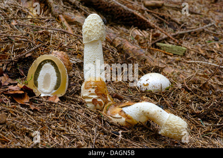 Stinkmorchel (Phallus Impudicus), junge unklaren und eine in Scheiben geschnittene, Deutschland, Nordrhein-Westfalen, Bergisches Land Stockfoto