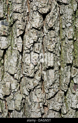 Feldahorn, gemeinsame Ahorn (Acer Campestre), Rinde, Deutschland Stockfoto