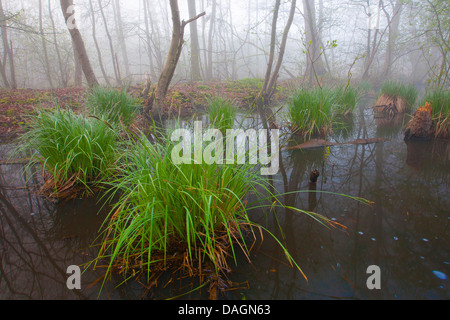 getuftete Segge, getuftet-Segge, Grasbüschel Segge (Carex Elata), getuftet Segge Asche-Erlenholz mit blühenden Segge im zeitigen Frühjahr, Belgien Stockfoto
