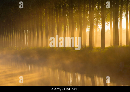 Espe, Pappel (Populus spec.), Pappeln entlang eines Kanals, Belgien, Flandern Stockfoto