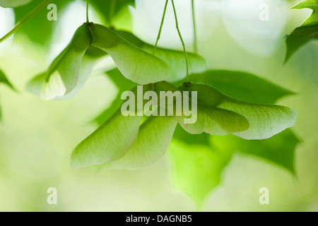 Spitz-Ahorn (Acer Platanoides), Zweig mit jungen Früchten Stockfoto