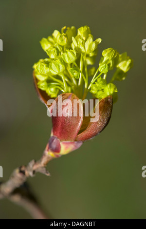 Spitz-Ahorn (Acer Platanoides), blühenden Zweig, Deutschland Stockfoto