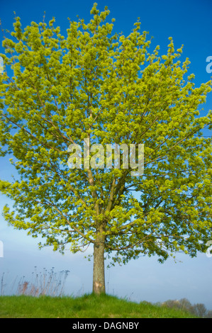 Spitz-Ahorn (Acer Platanoides), blühenden Baum, Deutschland Stockfoto